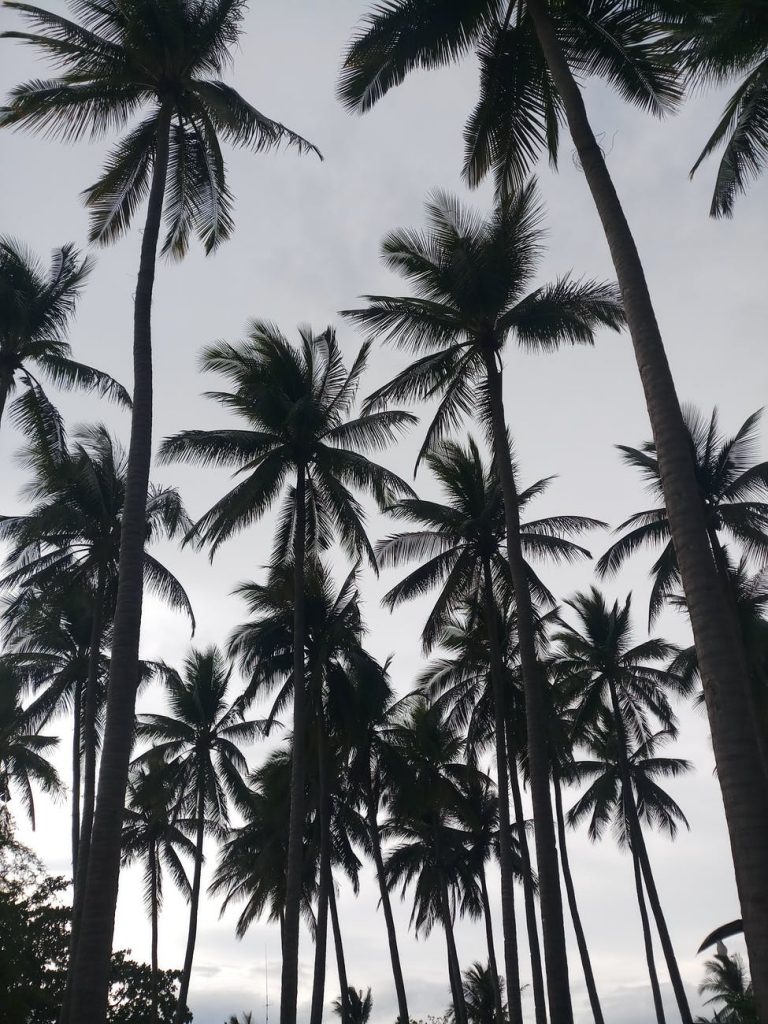 coconut trees under white sky